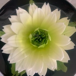 Meet your Posher, Jinhee